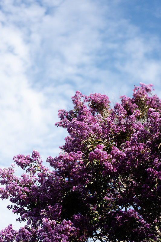 紫薇盛开与蓝天背景