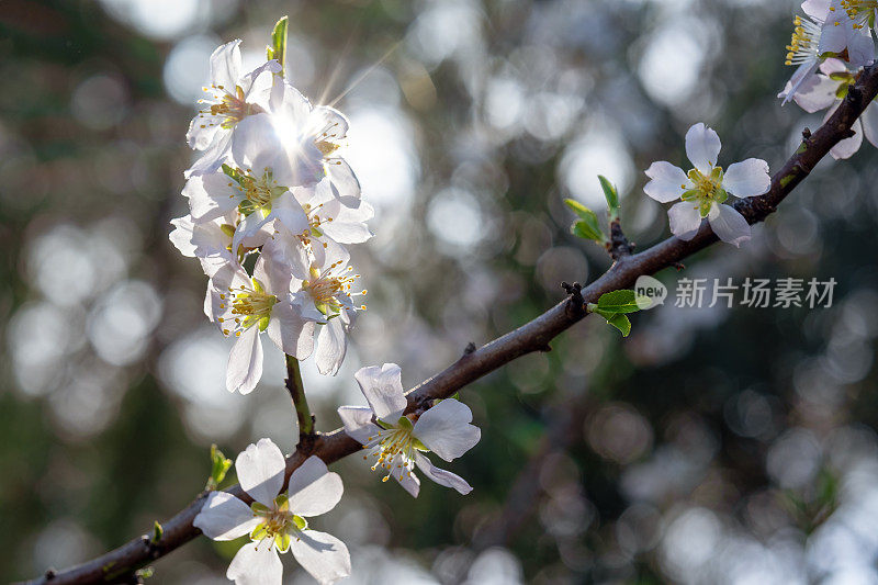 美丽的杏花盛开在温暖明媚的春日