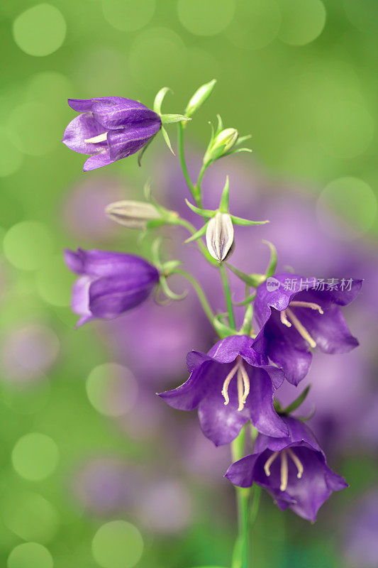 风铃花(风铃花)与美丽的散景