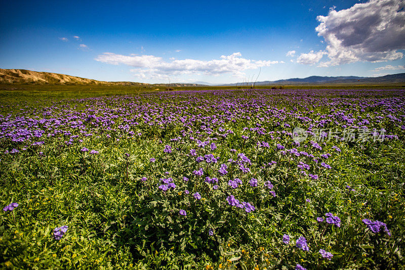 紫色的花在加州中部的田野里盛开