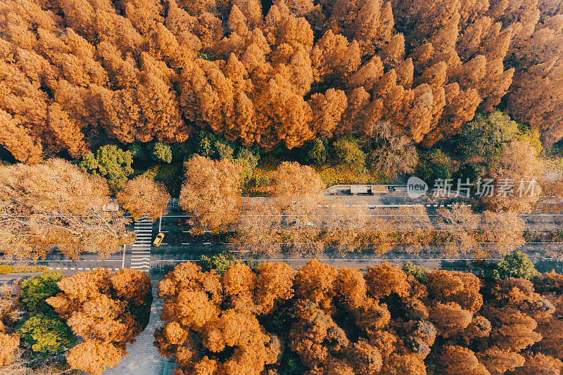 中国，浙江，杭州，秋天城市道路和树木的高角度视图