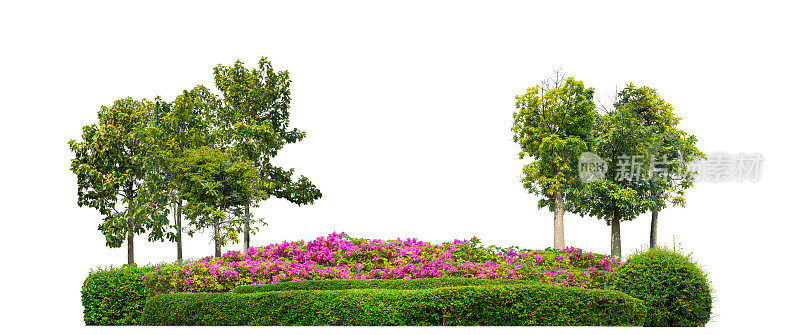 五颜六色的灌木，观赏植物，花园或公园。隔离在白色背景与剪辑路径和alpha通道