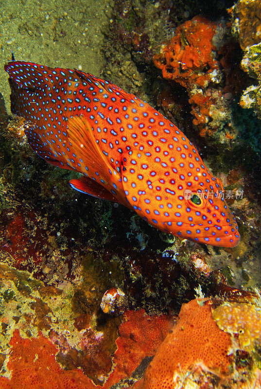 珊瑚石斑鱼，马尔代夫