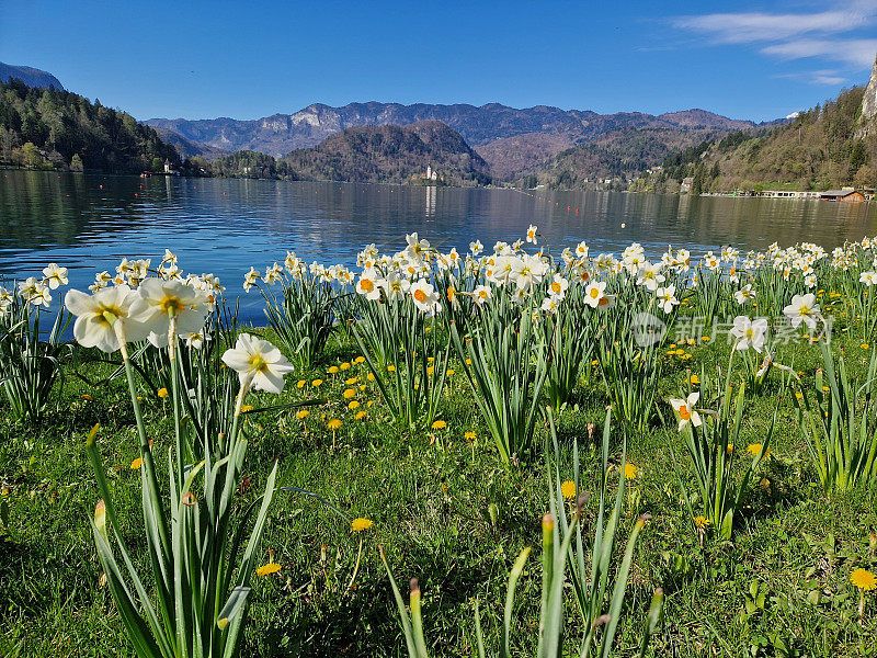 布莱德湖和水仙花