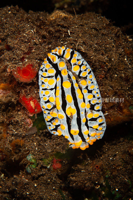 海洋生物。彩色的海蛞蝓水下生物裸鳃