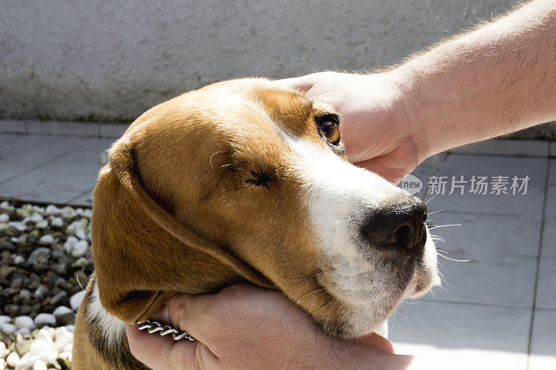 一只漂亮的获救的独眼狗。停止动物暴力