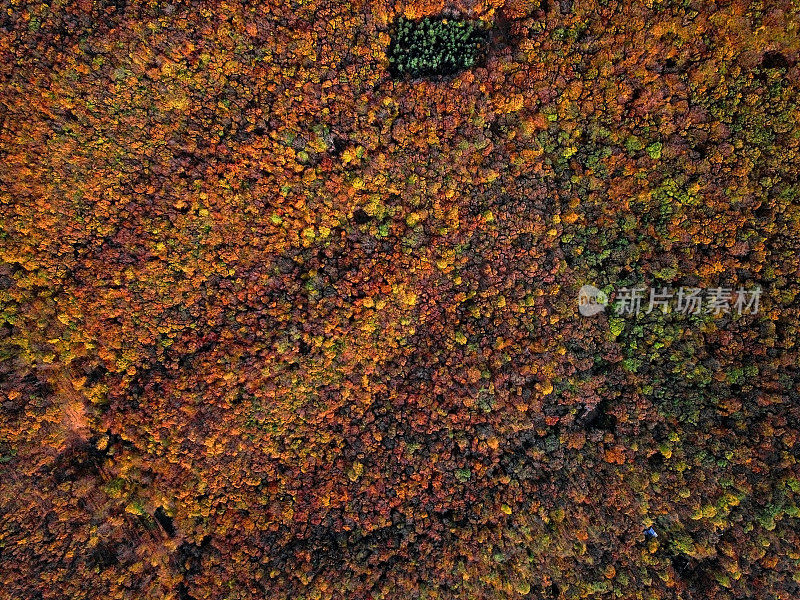 头顶上彩色混合的秋季森林空中背景，直接从上面制作