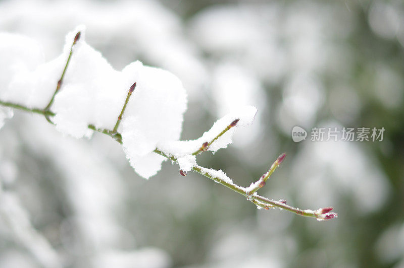 雪覆盖的新芽