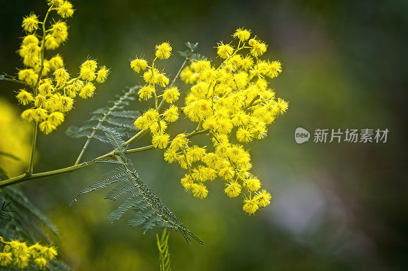 澳大利亚本土的金合欢花