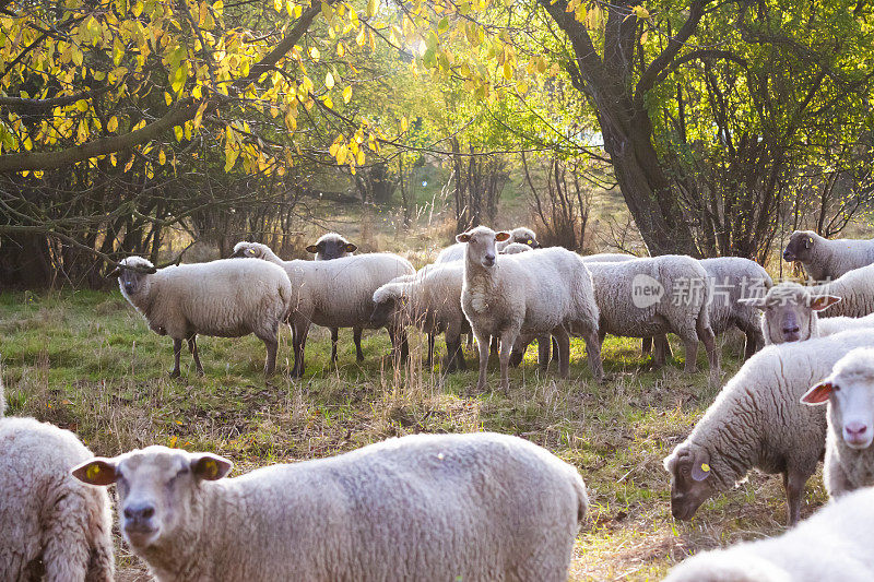 农场上的羊群在秋日的阳光下，背景用拷贝的空间
