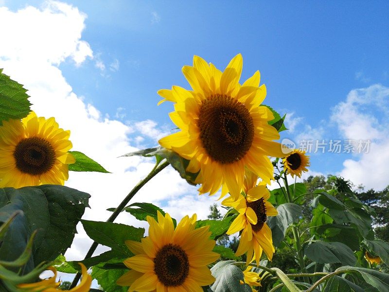 古老的围墙英国乡村别墅花园和分配与植物和鲜花