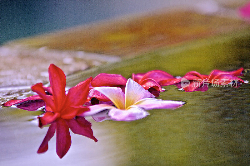 普米拉花漂浮在水中