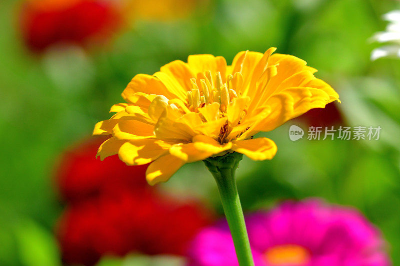 Zinnia花