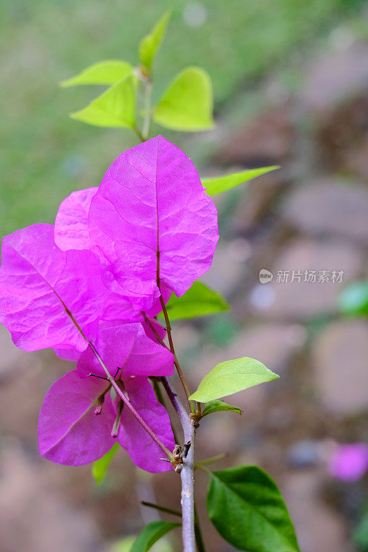 叶子花属花