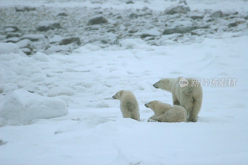 加拿大马尼托巴马尼托巴的哈德逊湾，三个野生北极熊妈妈幼崽