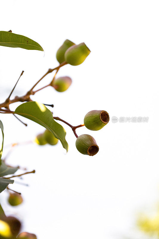 特写澳大利亚口香糖坚果，美丽的自然背景与复制空间