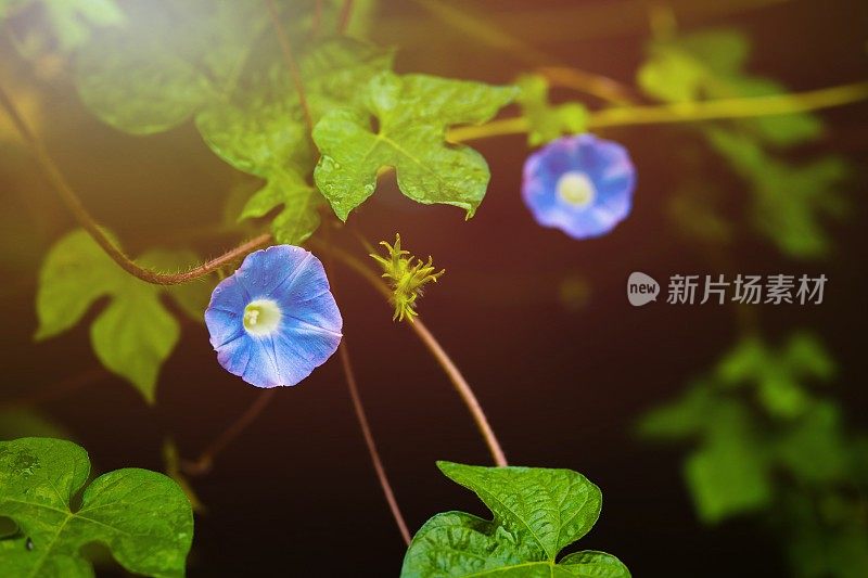 花园里有牵牛花。晨光