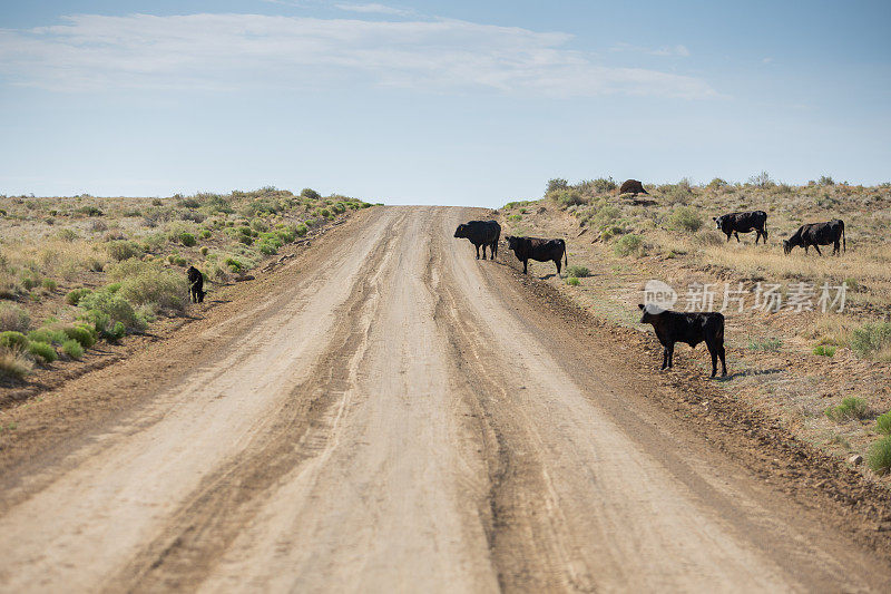沙漠里的土路上有黑牛