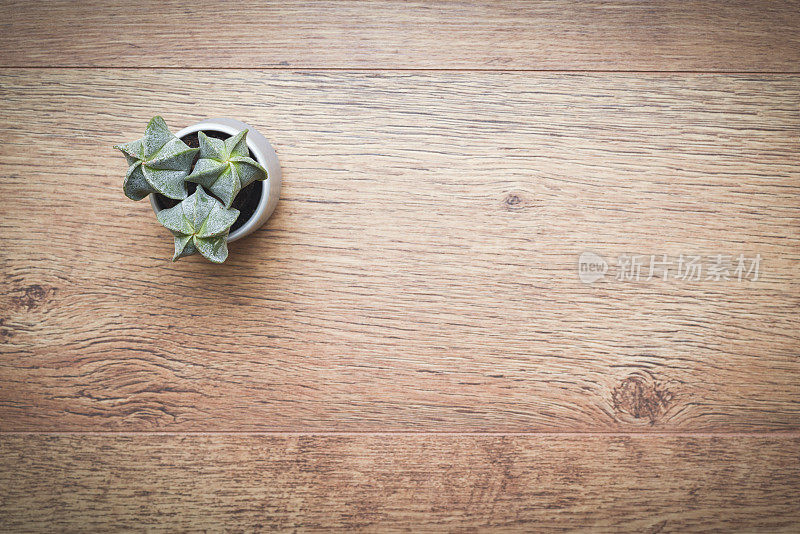 办公室或家庭办公桌子上装饰植物和仙人掌在木桌上
