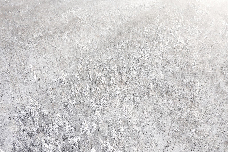 鸟瞰图北半球自然森林在冬季雪灾后，魁北克，加拿大