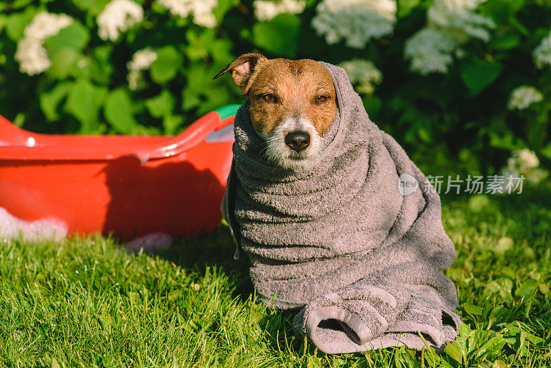 春季大扫除理念:狗狗在后院里的草坪上洗澡