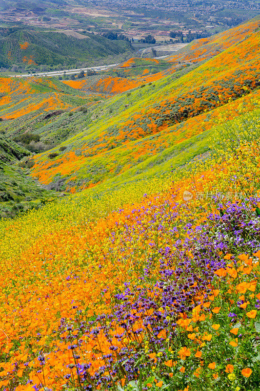 春季罂粟花超级盛开的河畔县在湖埃尔西诺，加州