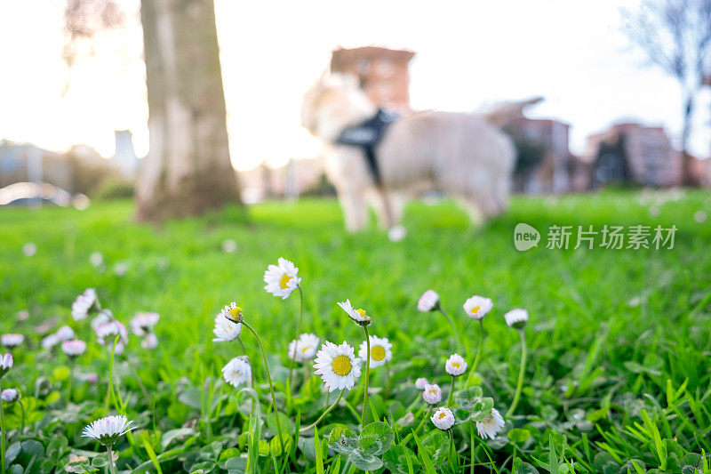 长满白色雏菊的草地