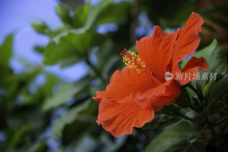 红色芙蓉花和树叶附近的蓝色墙在墨西哥