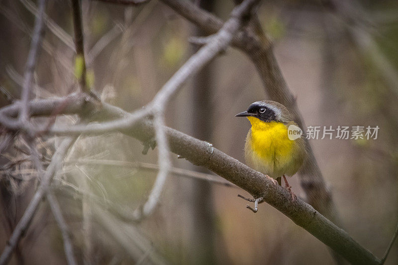 蒙面莺，普通黄喉。