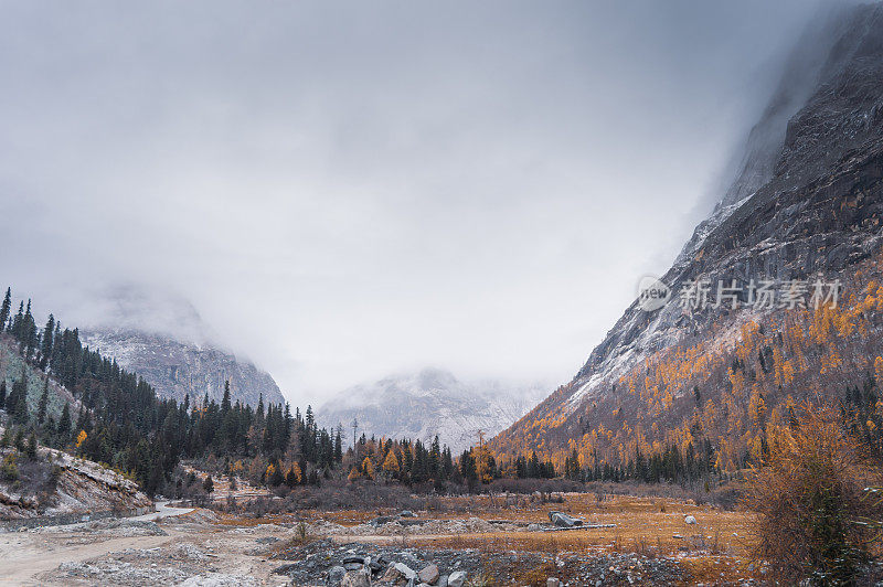 森林和树木景观纹理背景，色彩斑斓的自然景观风景亚丁，香格里拉，中国，西藏山区的秋天