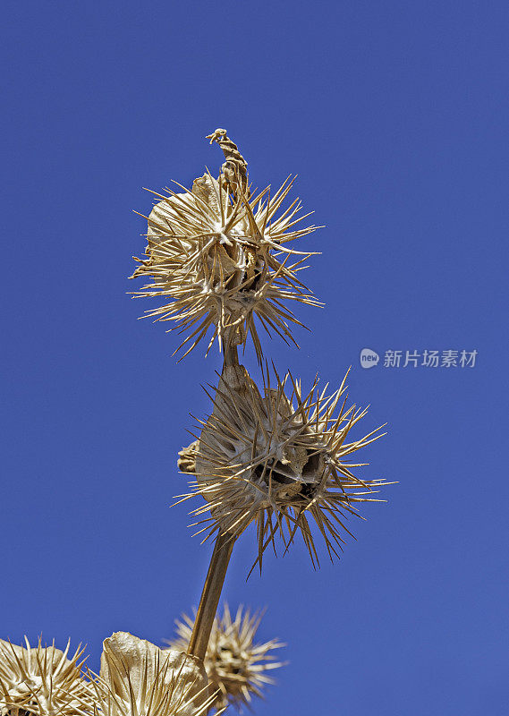 曼陀罗，也叫沙漠刺苹果，是一种一年生草本植物，原产于北美西部索诺拉沙漠，生长在沙土和海水中。生长在科尔特斯海的圣何塞岛。