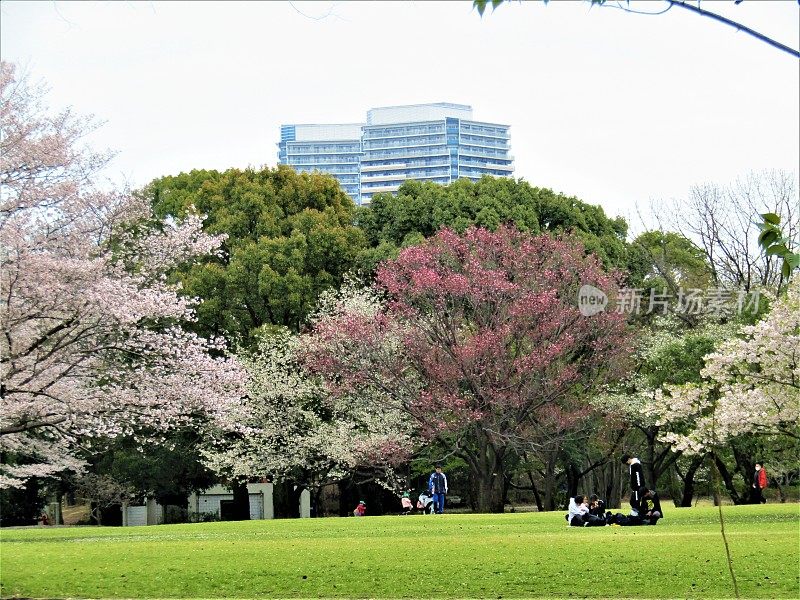 日本。3月底。樱花。公园里的人们。