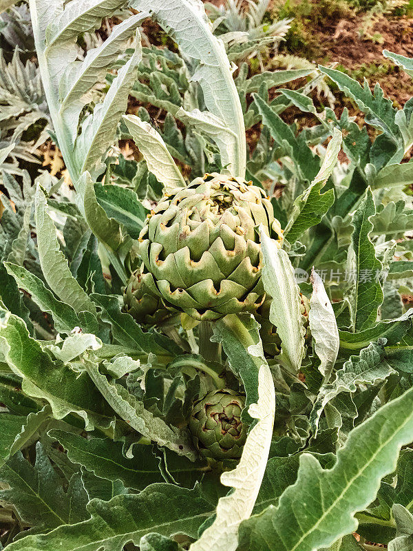 洋蓟植物领域