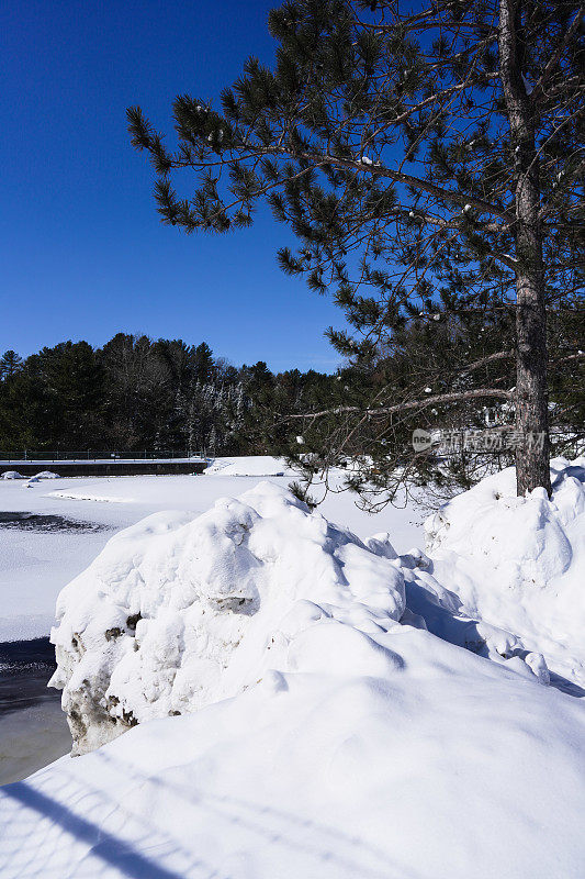 松树和冷杉林在冬天的时候有一层厚厚的雪