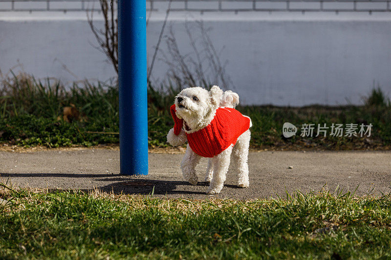 在消防栓旁边穿着红色衣服的时尚狗