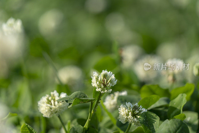 野生三叶草花