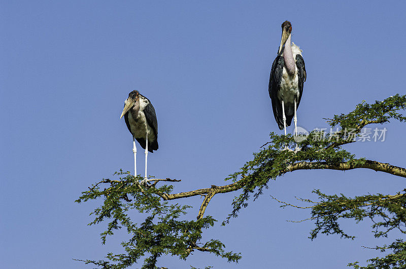 鹳，瘦尾鹳，塞伦盖蒂国家公园，坦桑尼亚，东非