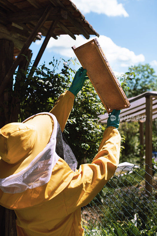 一个正在工作的养蜂人:一个养蜂人手里拿着一块滤色布，检查蜂窝内部是否受损