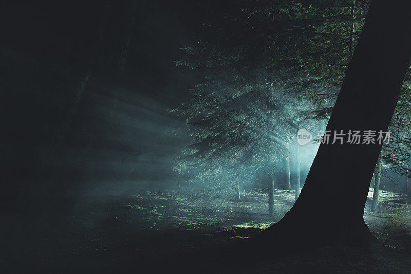 黑暗迷雾森林里的神秘强光