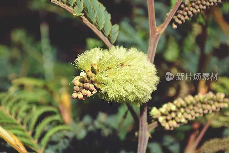 灌木金合欢(金合欢)花