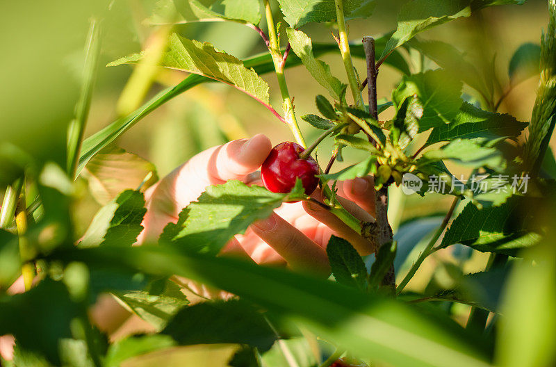 小孩子的手在果园里摘樱桃