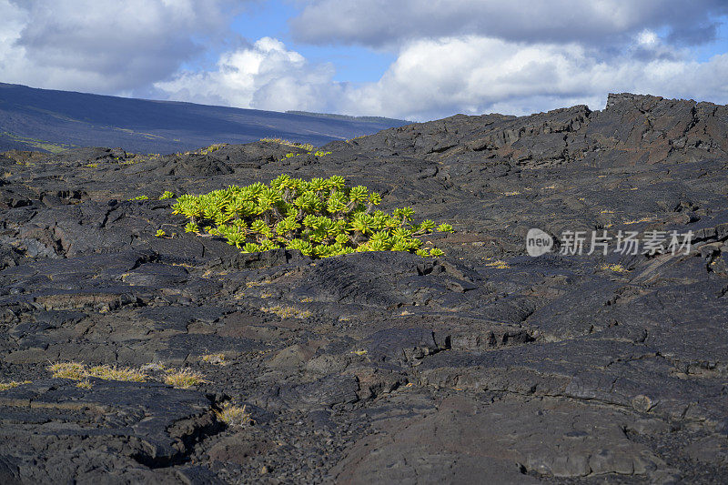 夏威夷熔岩中生长着绿色植物