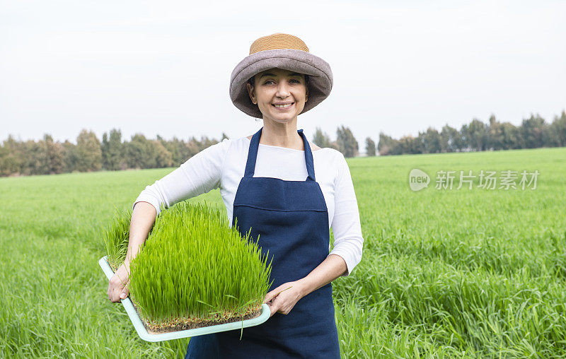 女人与麦草