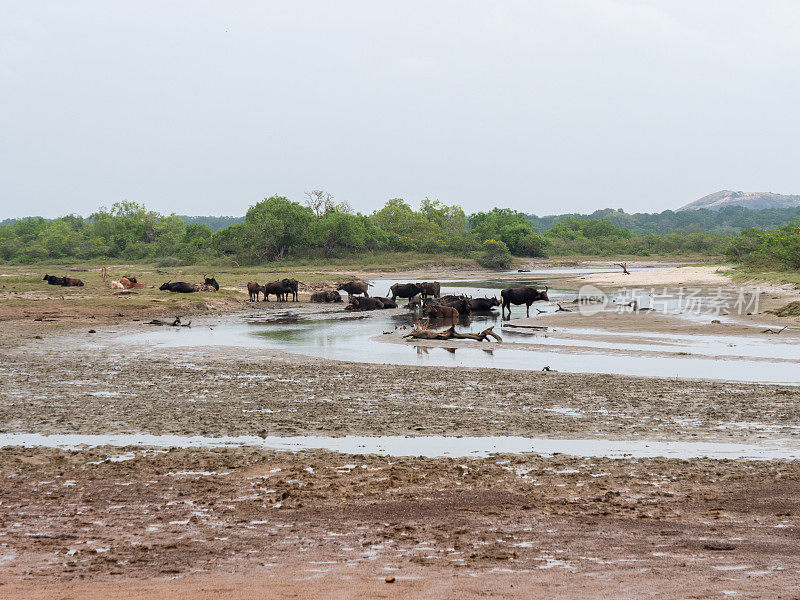一群水牛在斯里兰卡亚拉国家公园散步