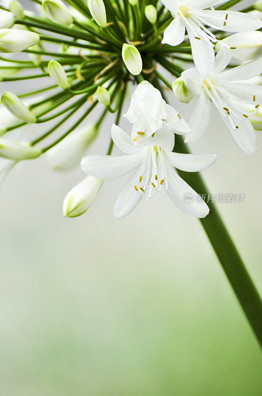 蓝色的爱情花花