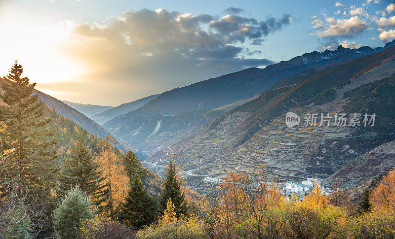 森林和树木景观纹理背景，色彩斑斓的自然景观风景亚丁，香格里拉，中国，西藏山的秋天