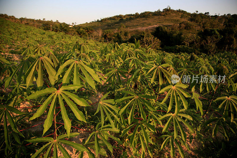 巴伊亚的木薯种植园