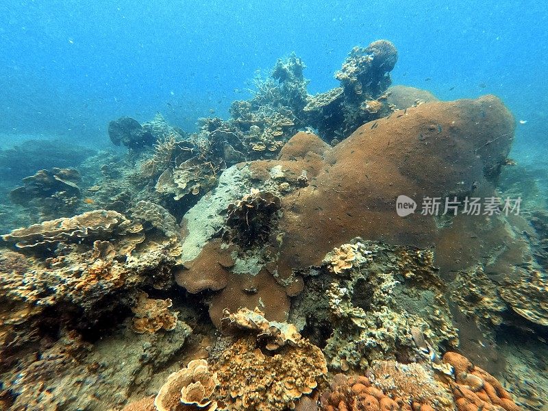 泰国古道海洋生物