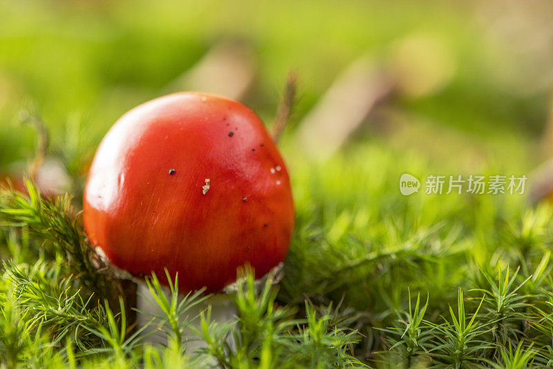 在一个美丽的秋天，在覆盖着苔藓的森林地面上飞木耳或飞鹅膏