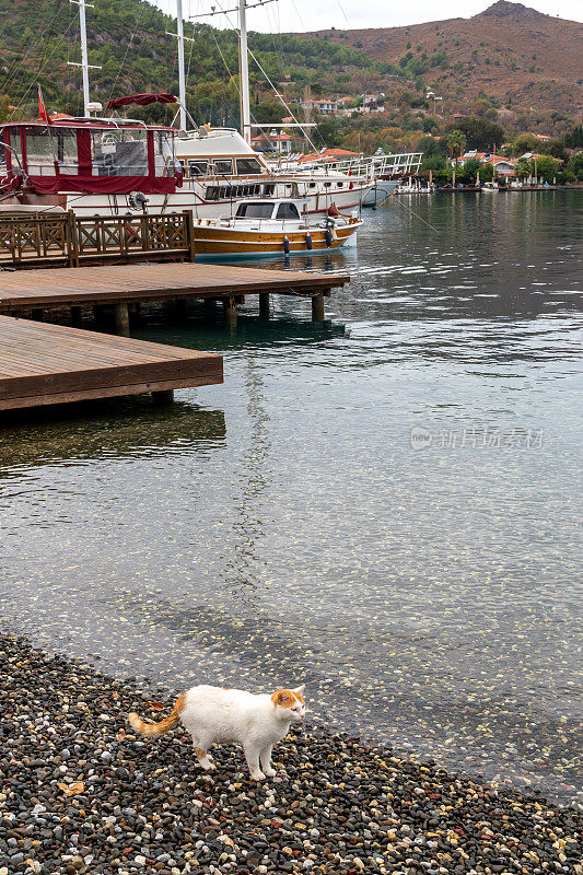 流浪猫在海边，在卵石上